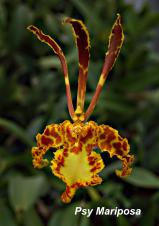 Butterfly orchid