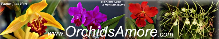 OrchidsAmore.com Logo
