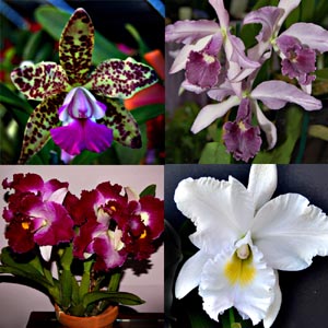 Cattleya 4