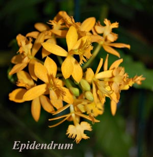 Epidendrum 12-20" cutting