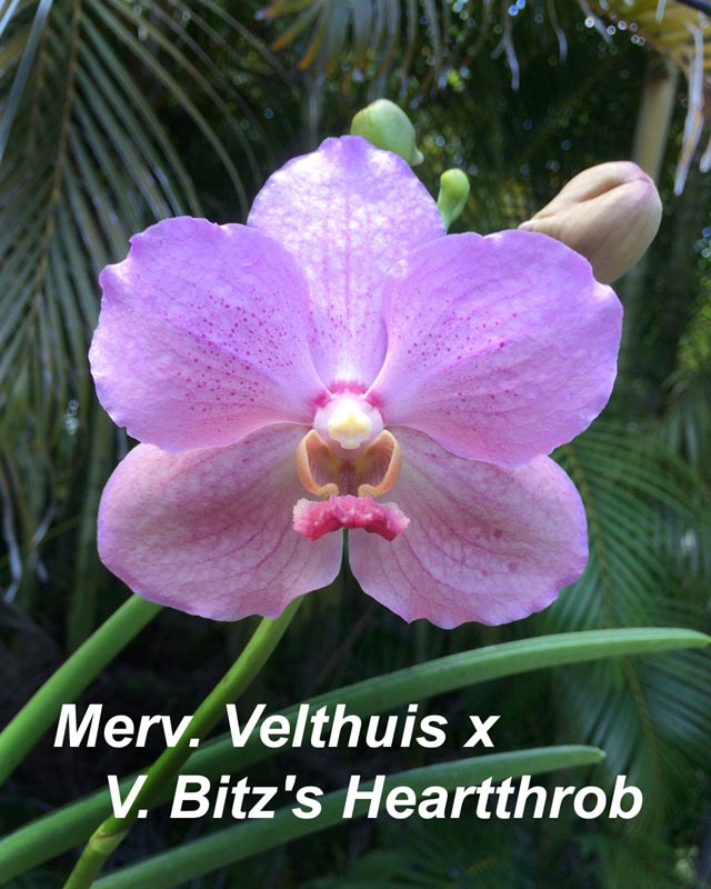 V Merv Velthuis X V Bitz S Heartthrob 24 30 Inches Pelican Coast Farms Inc