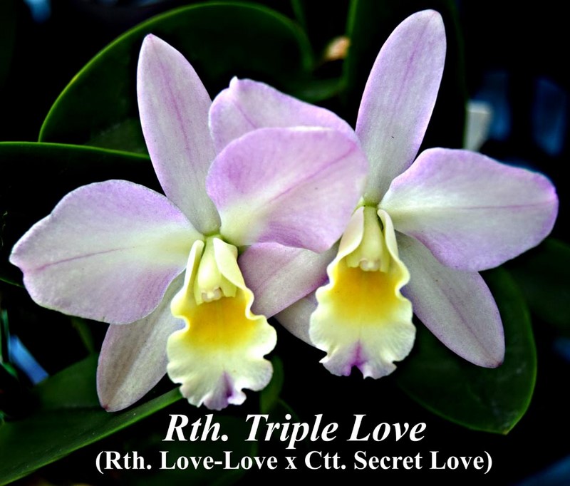 triple love