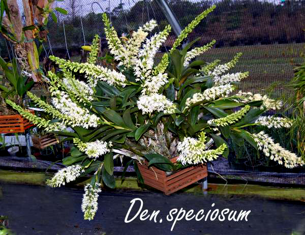 Dendrobium speciosum