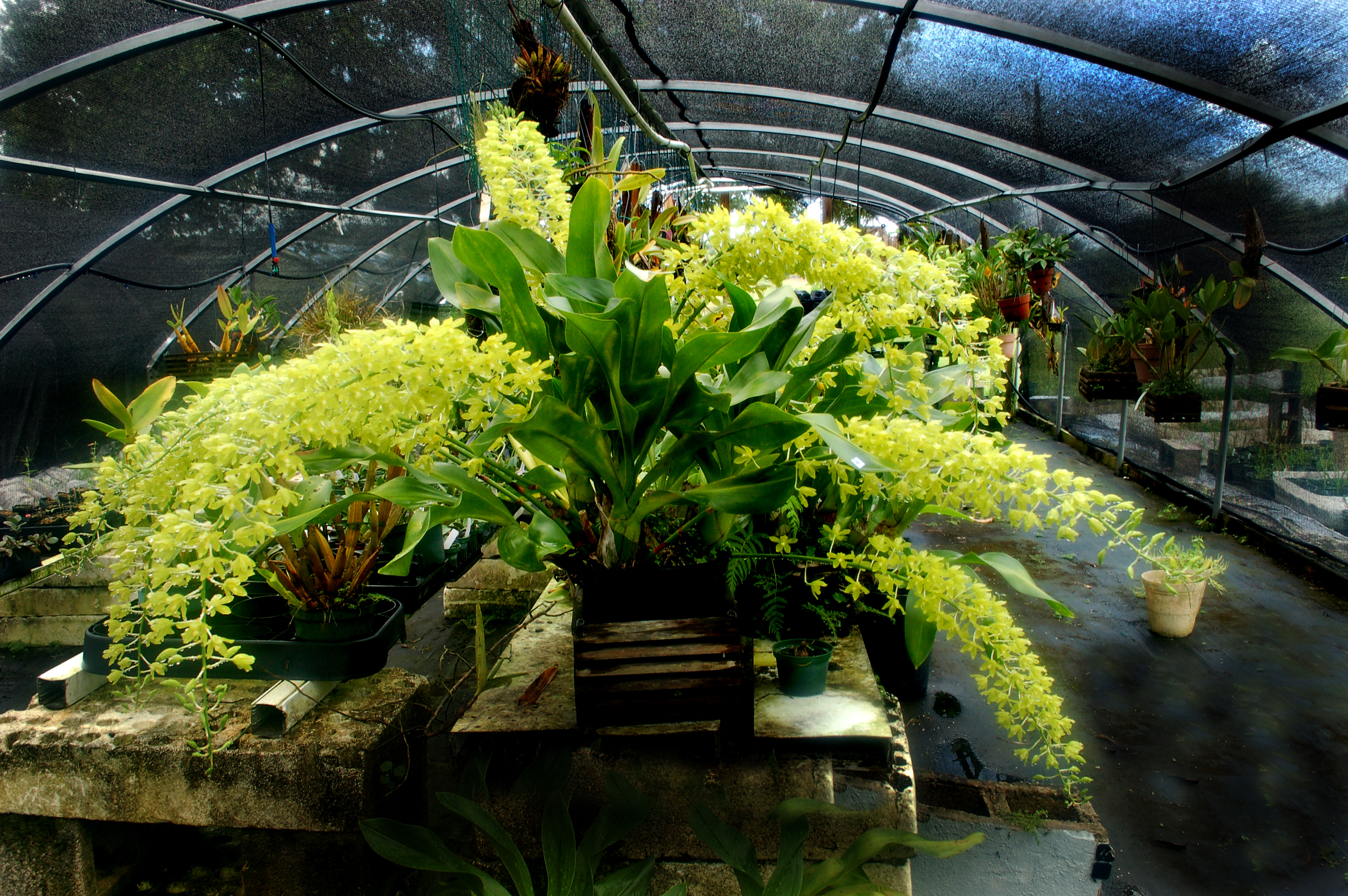 Gram. scriptum var citreon 1000 flowers