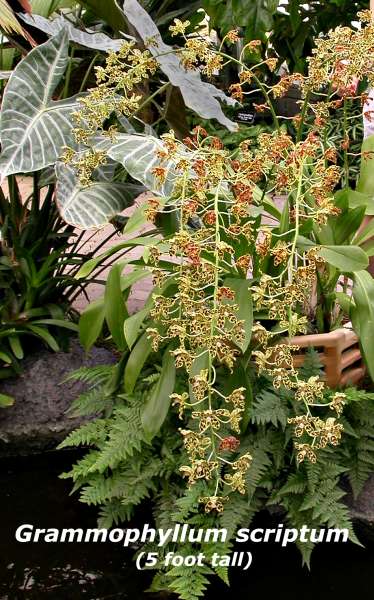 Gram scriptum leopard coloration