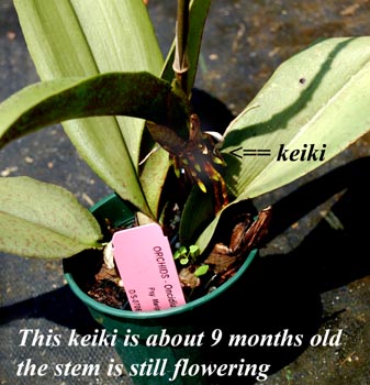 keiki