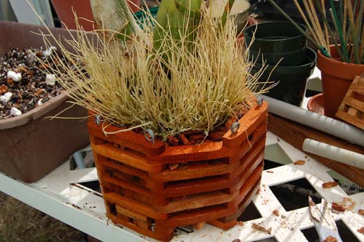 root structure of grammatophyllum repotted