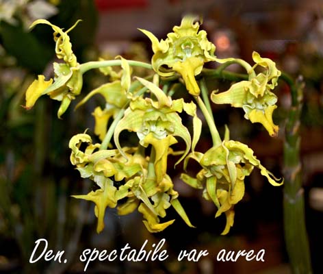 Den. spectaile var aurea