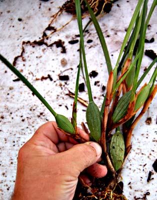 Maxillaria tenuifolia - coconut orchid Care and propagtion