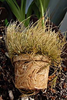 root structure of grammatophyllum