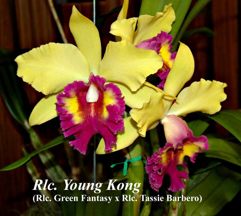 Конг янг. Каттлея young Kong. Каттлея Burana Beauty. RLC. (BLC.) Young Kong 'Sun 16' HCC/aos. Cab028 BLC.young Kong Sun#16.