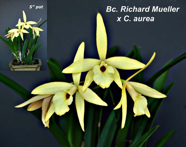 Bc. Richard Mueller x L Aurea_3859