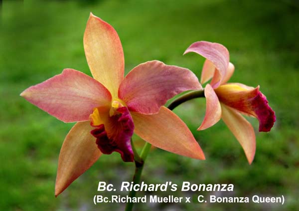 Bc. Richard's Bonanza (Bc. Richard Mueller x C. Bonanza Queen)_1104