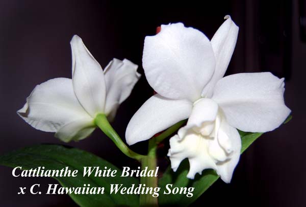 Ctt White Bridal X C Hawaiian Wedding Song 36