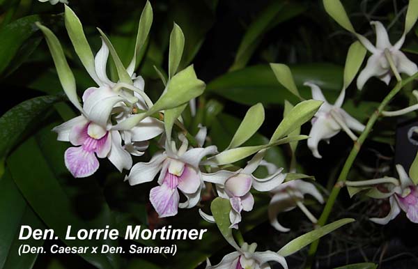 Den. Lorrie Mortimer (Den. Caesar x Den. Samarai)_5081