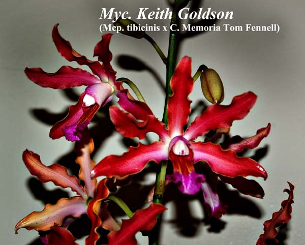 Myc. Keith Goldson (Mcp. tibicinis x C. Memoria Tom Fennell)_5396