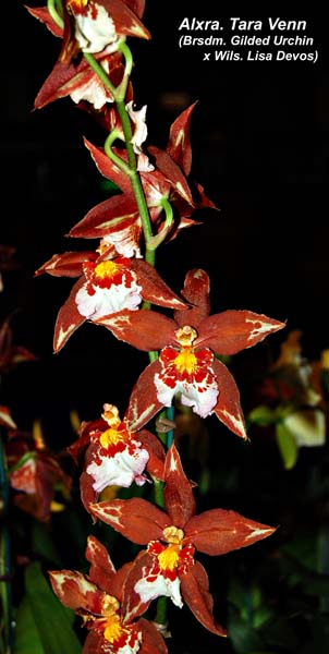 Alxra. Tara Venn (Brsdm. Gilded Urchin x Wils. Lisa Devos)_2186