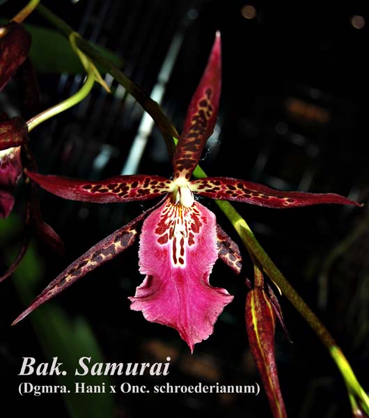 Bak. Samurai (Dgmra. Hani x Onc. schroederianum)_2164