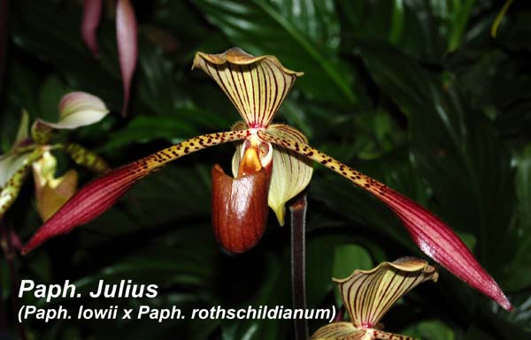 Paph. Julius (Paph. lowii x Paph. rothschildianum)_0044