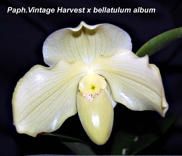 Paph. Vintage Harvest x bellatulum album_9973