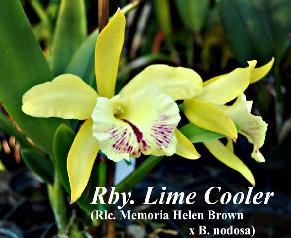 Rby. Lime Cooler _5745