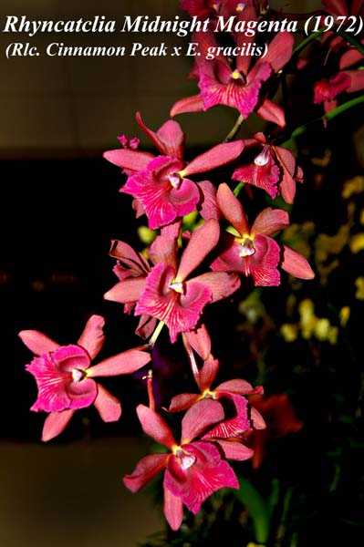Rhyncatclia Midnight Magenta (_4381