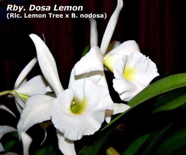 Rhynchobrassoleya Dosa Lemon_6639