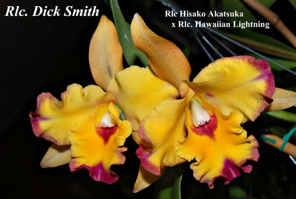 Rlc Hisako Akatsuka x Rlc. Hawaiian Lightning_5136