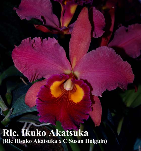 Rlc Hisako Akatsuke9517