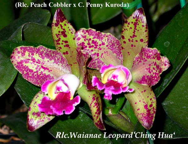 Rlc Waianae Leopard  3575