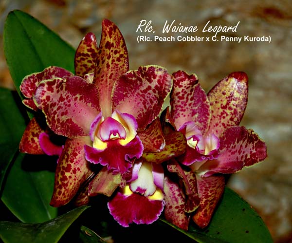 Rlc Waianae Leopard 'Ching Hua'