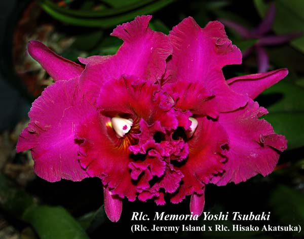 Rlc Yoshi Tsubaki_8309