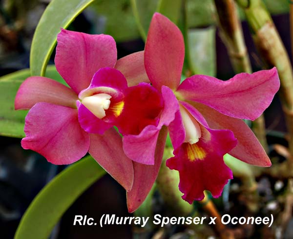 Rlc. (Murray Spenser x Oconee)_0544