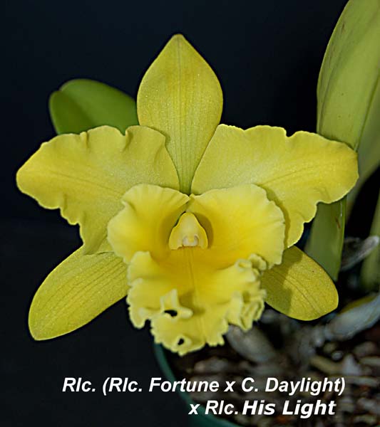 Rlc. (Rlc. Fortune x C. Daylight) x Rlc. His Light}3978
