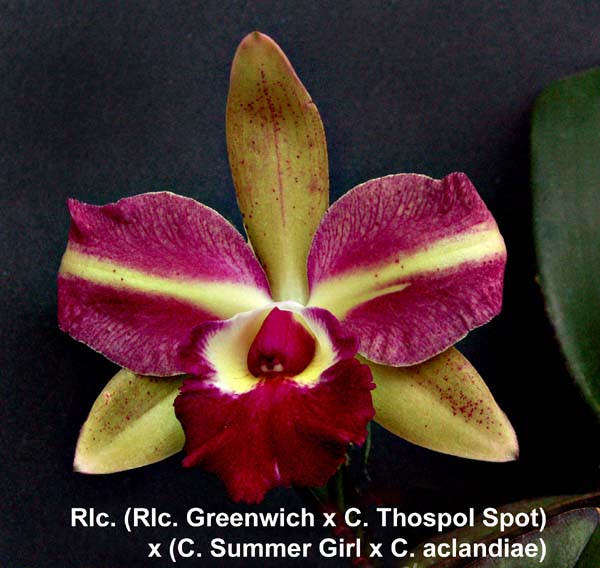 Rlc. (Rlc. Greenwich x C. Thospol Spot) x  Rlc. (Summer Girl x C. acelandae) _1765