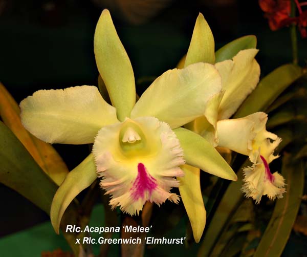 Rlc. Acapane _Melee x Rlc. Greenwich _Elmhurst_5972