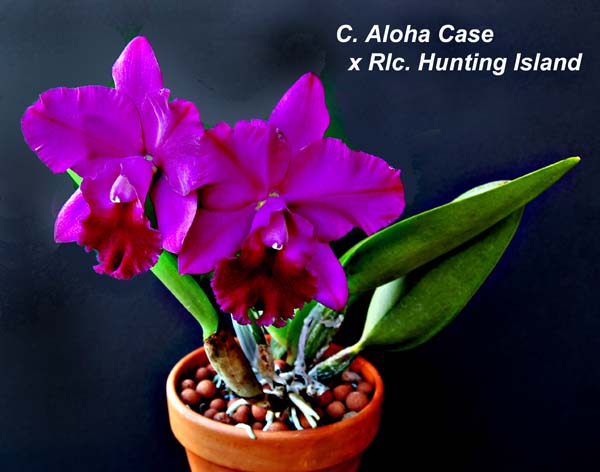 Rlc. Aloha Case x Hunting Island_2992