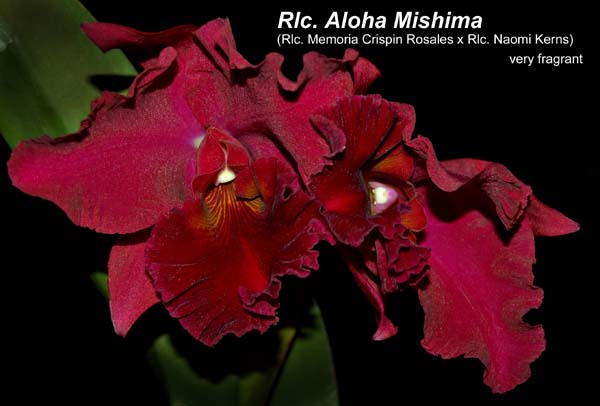 Rlc. Aloha Mishima_2685