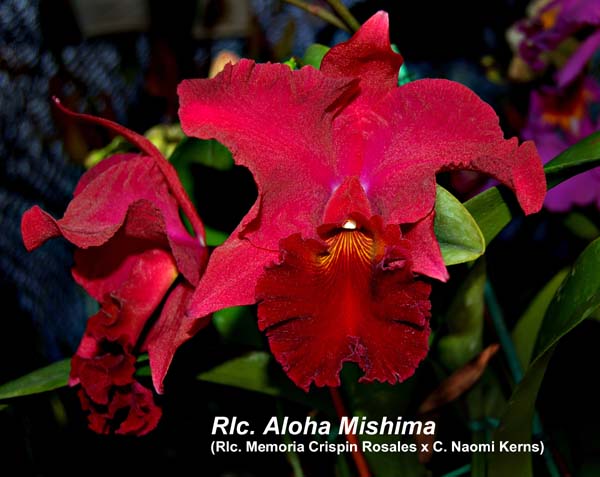 Rlc. Aloha Mishima_2887