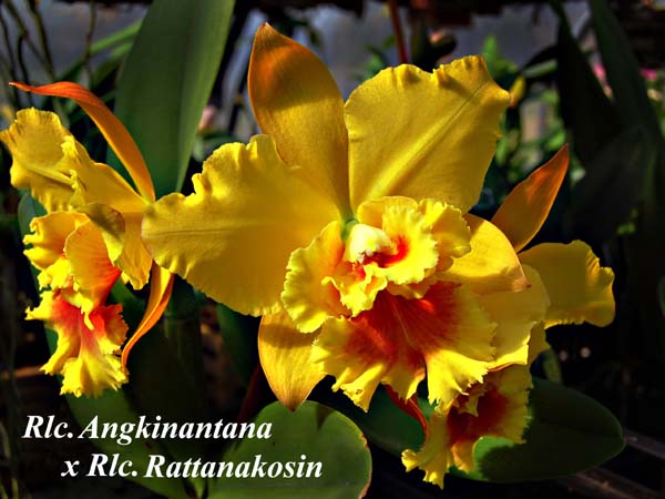 Rlc. Angkinantana x Rlc. Rattanakosin_8273