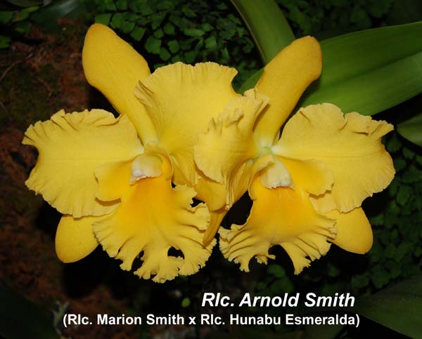 Rlc. Arnold Smith_8811