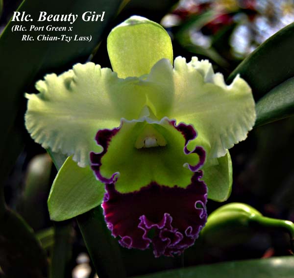 Rlc. Beauty Girl _2837