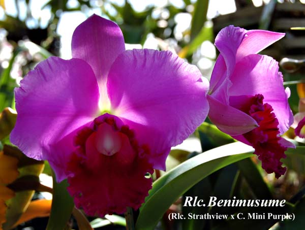 Rlc. Benimusume_0127