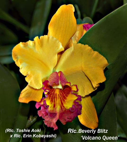 Rlc. Beverly Blietz _5517