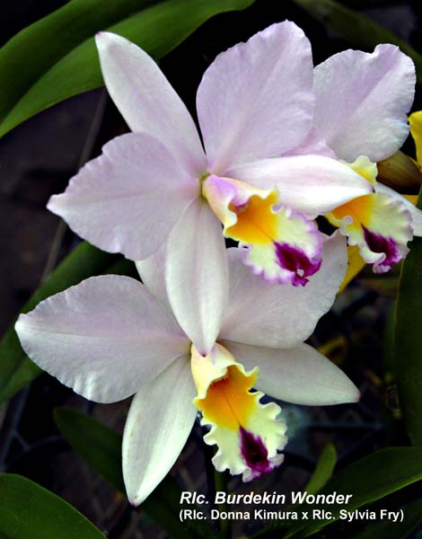 Rlc. Burdekin Wonder_5088