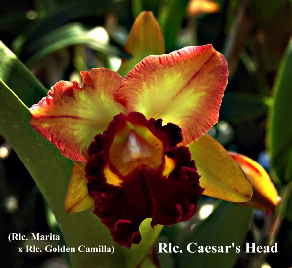 Rlc. Caesars Head_7618