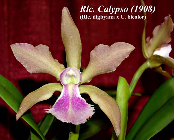 Rlc. Calypso (1908)_6655