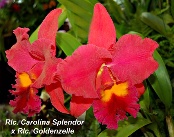 Rlc. Carolina Splendor  x Rlc. Goldenzelle_4784