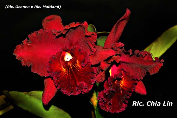 Rlc. Chia Lin _5049