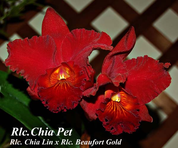 Rlc. Chia Pet_9719